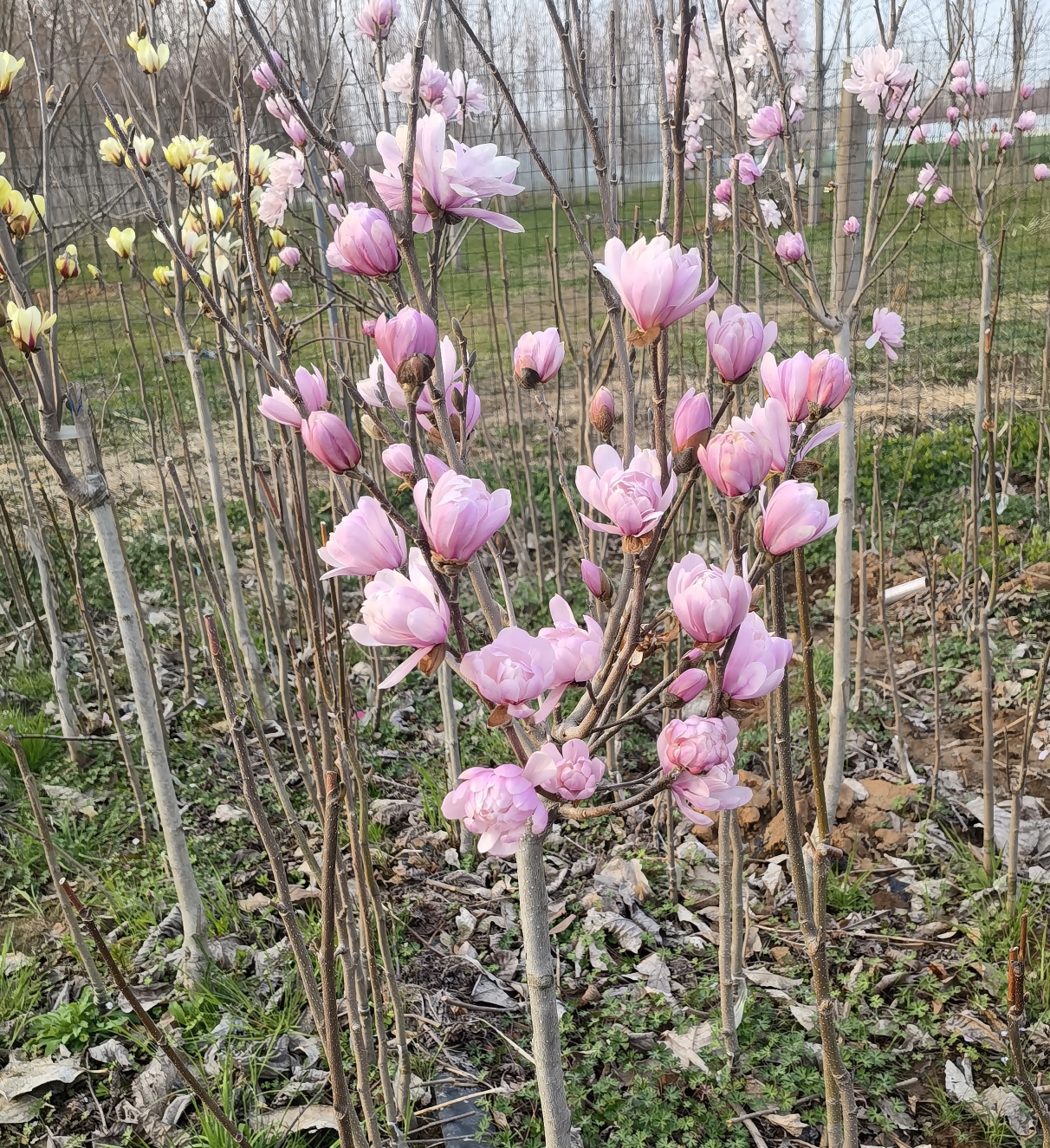 新品种玉兰春夏秋三季花菊花玉兰花星花木兰姬辛夷矮化玉兰花树苗