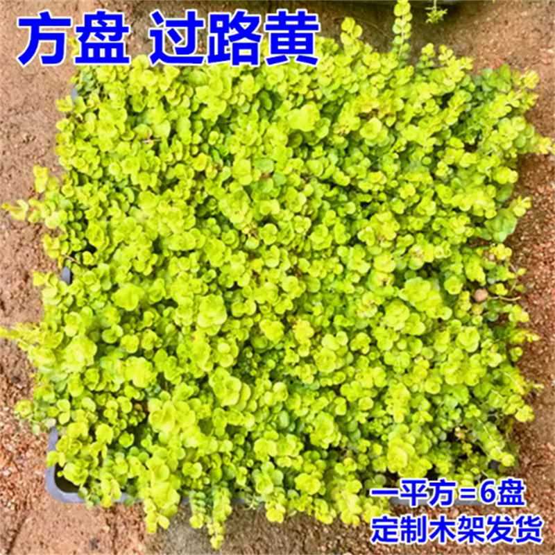 地被植物佛甲草苗屋顶绿化草皮坪金叶黄金佛甲草万年草景天过路黄