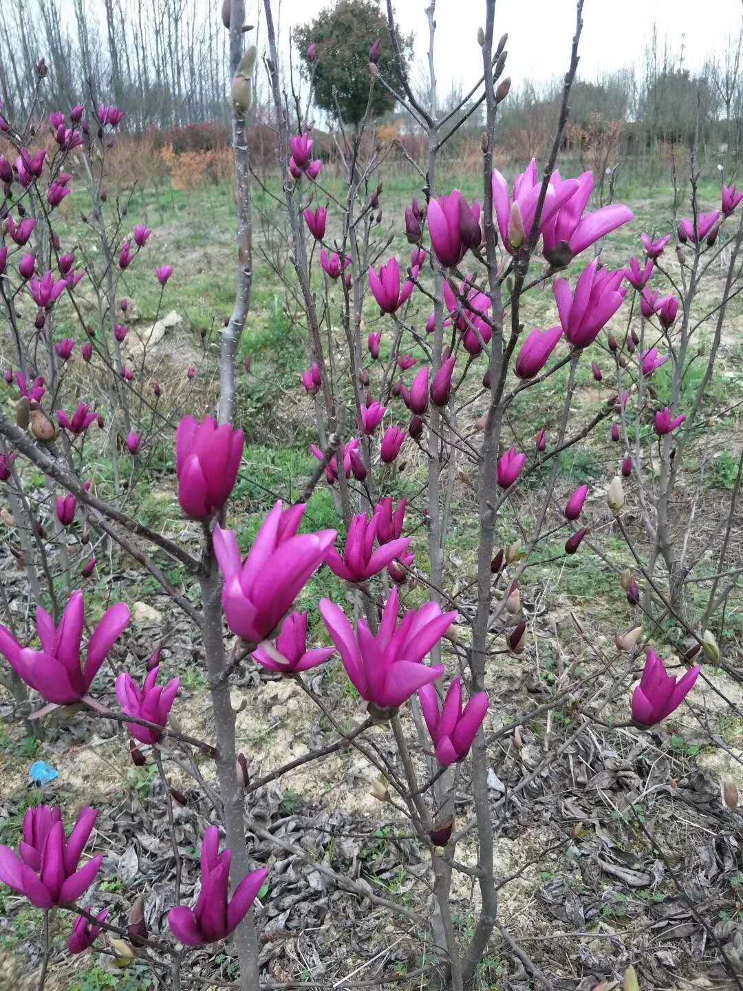 三季花玉兰苏珊玉兰带花苞红玉兰 盆栽地栽玉兰花树苗