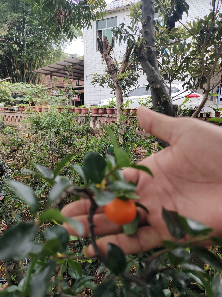金弹子盆景绿植盆栽可观叶观花观果