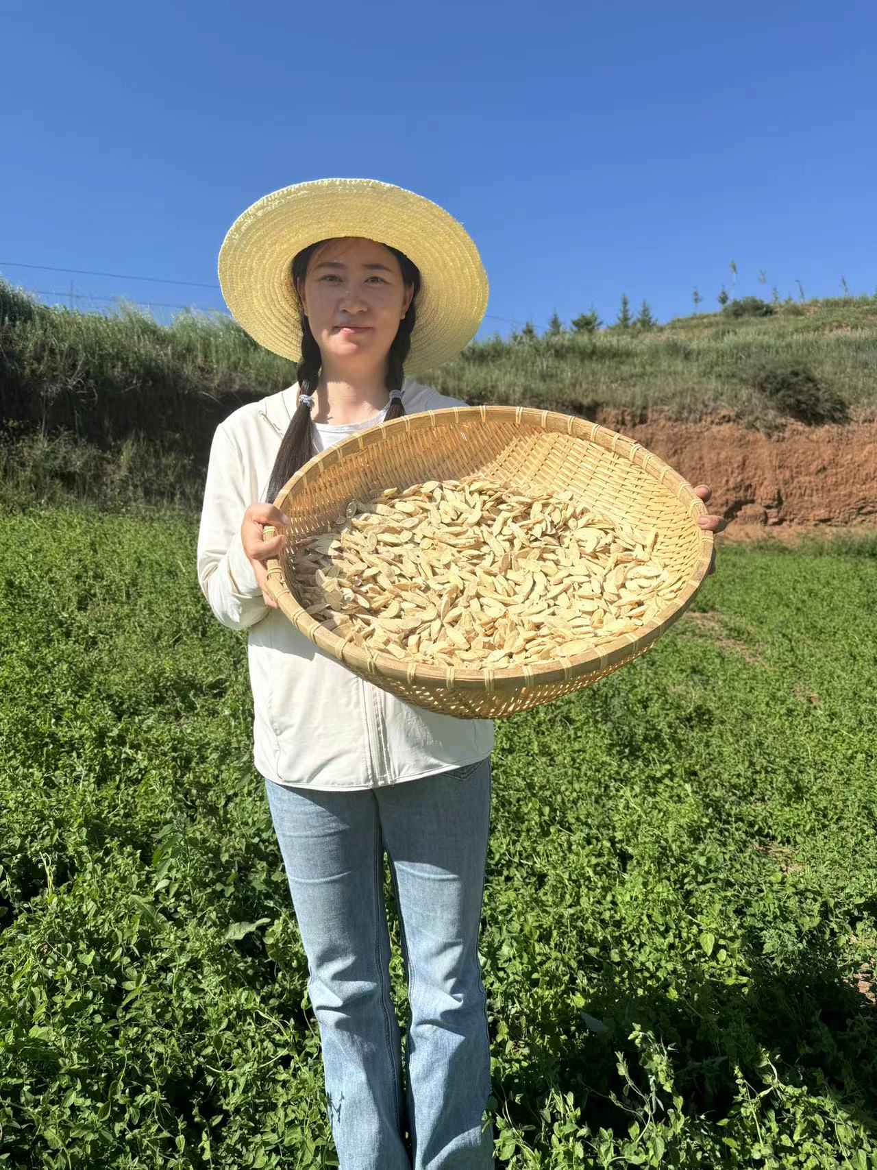 佰珍沐源精选甘肃岷县种植黄芪大片