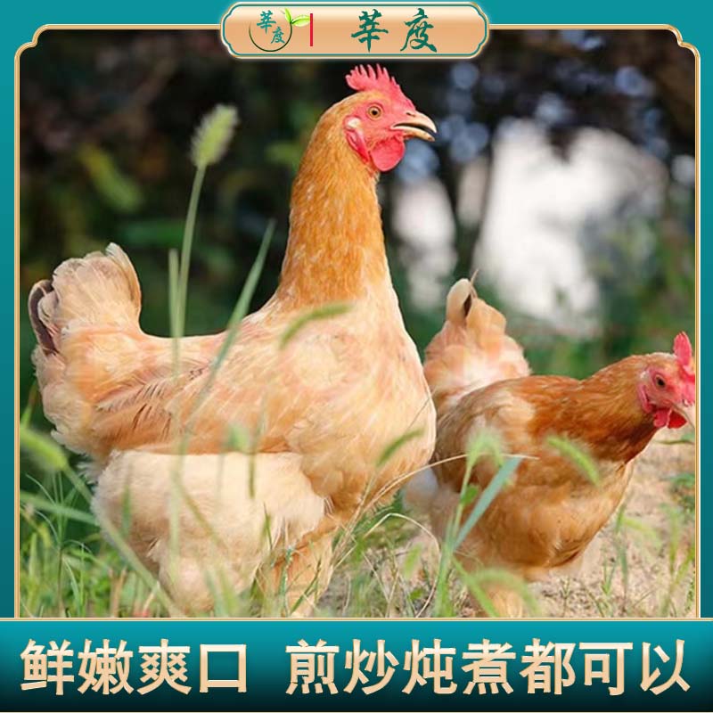 【到手三只】农家散养三黄鸡新鲜现杀土鸡白条鸡B