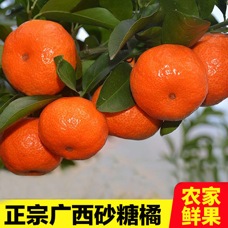 正宗广西砂糖橘砂糖桔橘子桔子新鲜采摘现采现摘精选多汁当季2斤