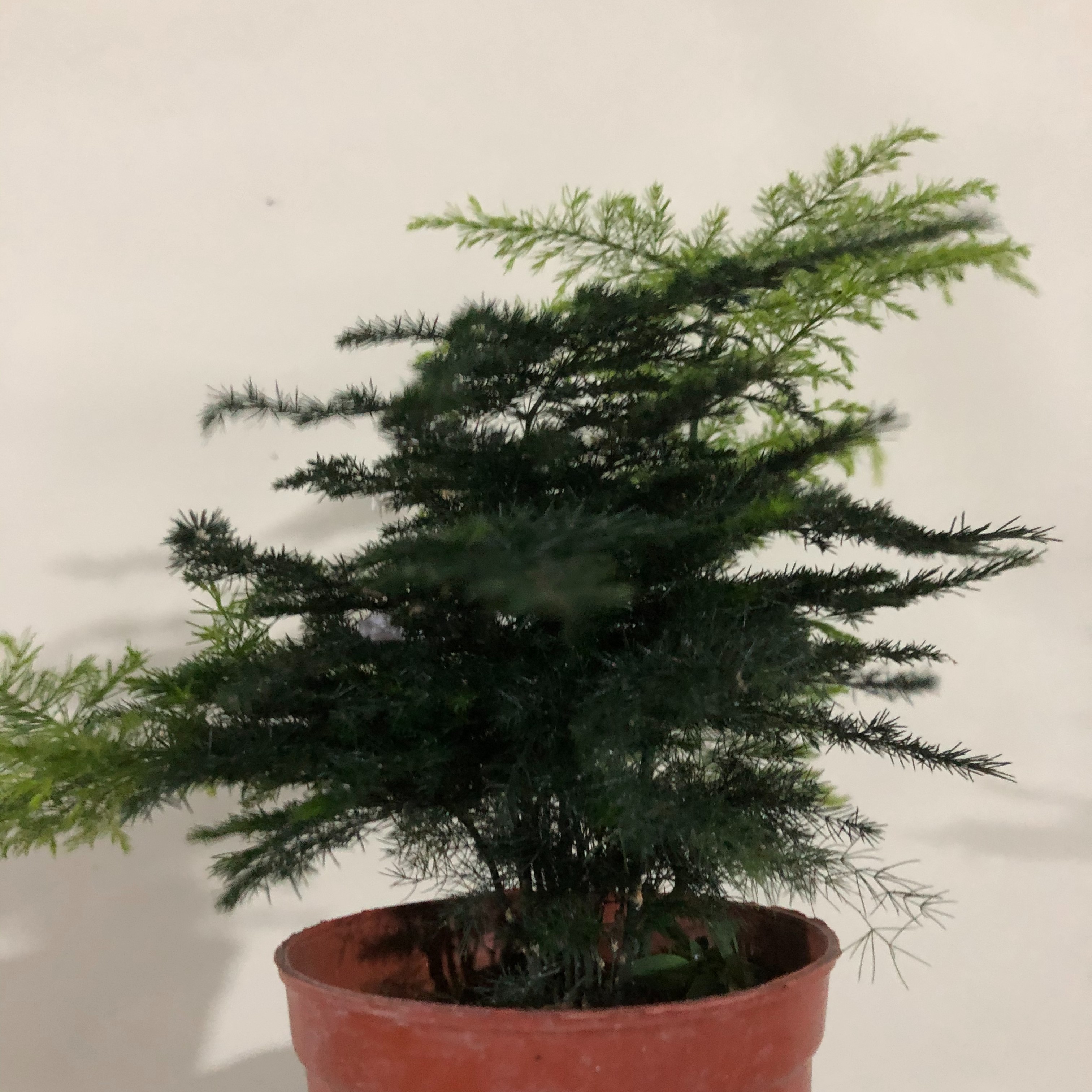 花卉盆景盆栽直播选货