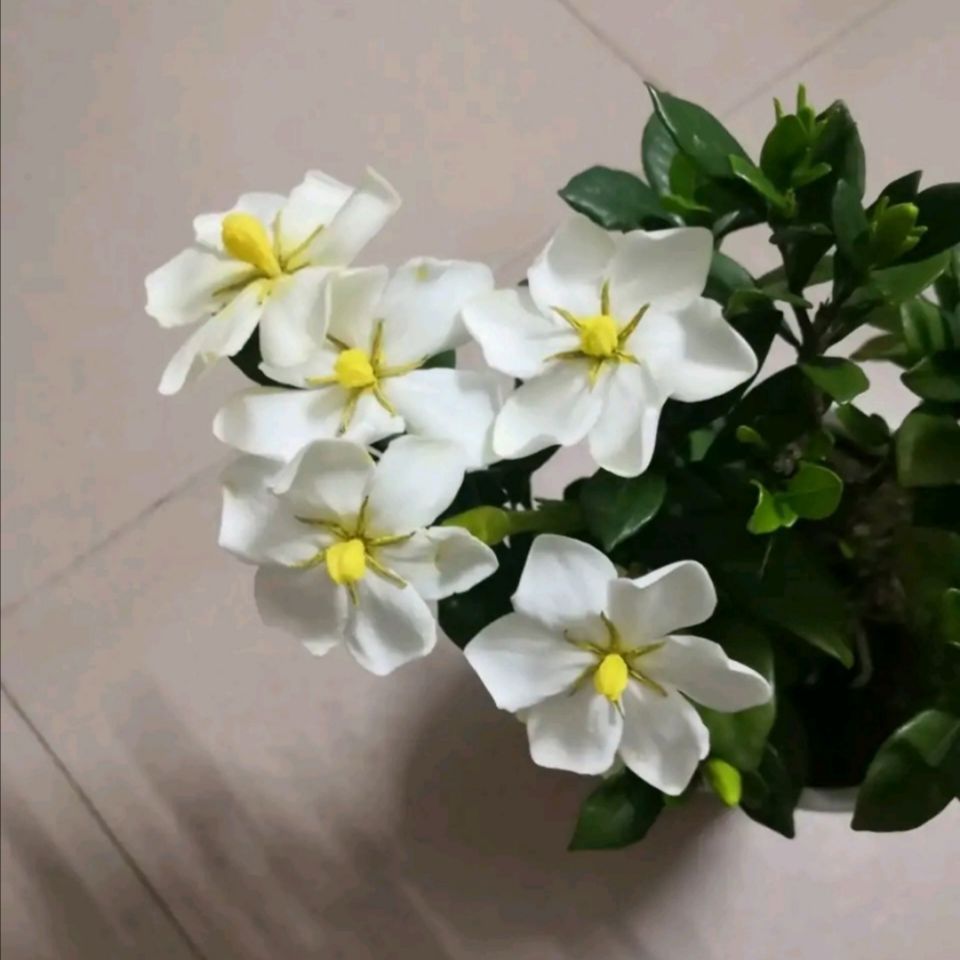 栀子花 盆景 素材