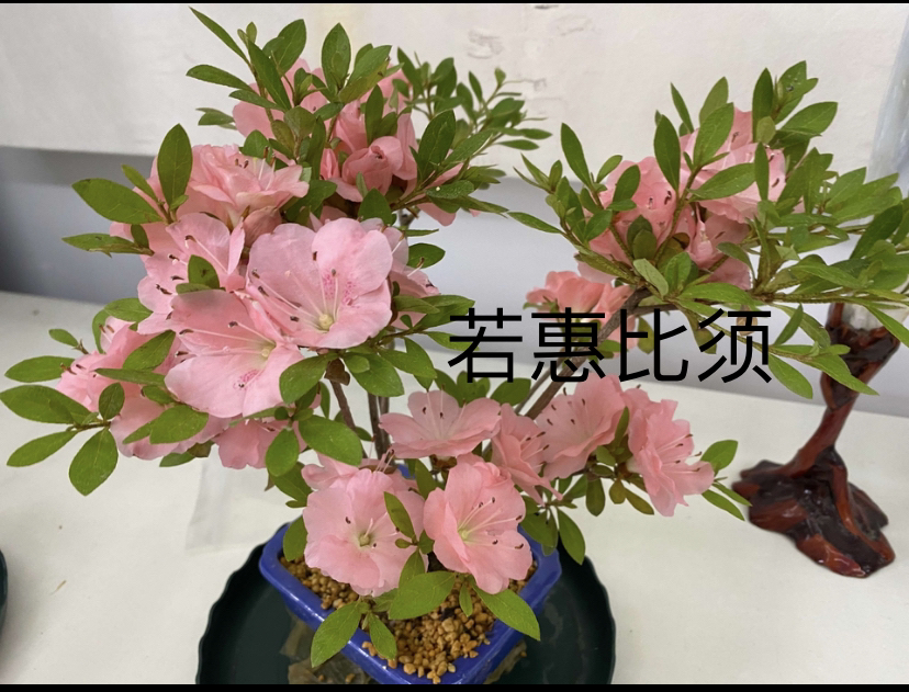 若惠比须皋月杜鹃耐热耐寒杜鹃花室内室外杜鹃套瓣粉色杜鹃