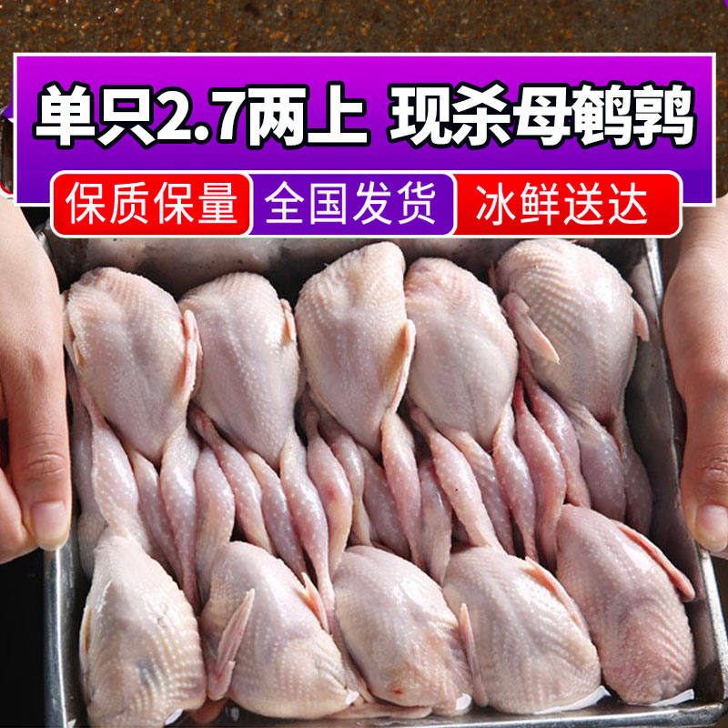 大号母肉新鲜冷冻鲜白条炖汤油炸烧烤生骨肉批发生鲜鹌鹑鹌鹑生鲜