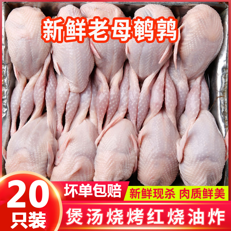 【20只鲜货】顺丰直发连云港鹌鹑肉冰鲜鹌鹑生鲜鹌鹑鸟批发20只