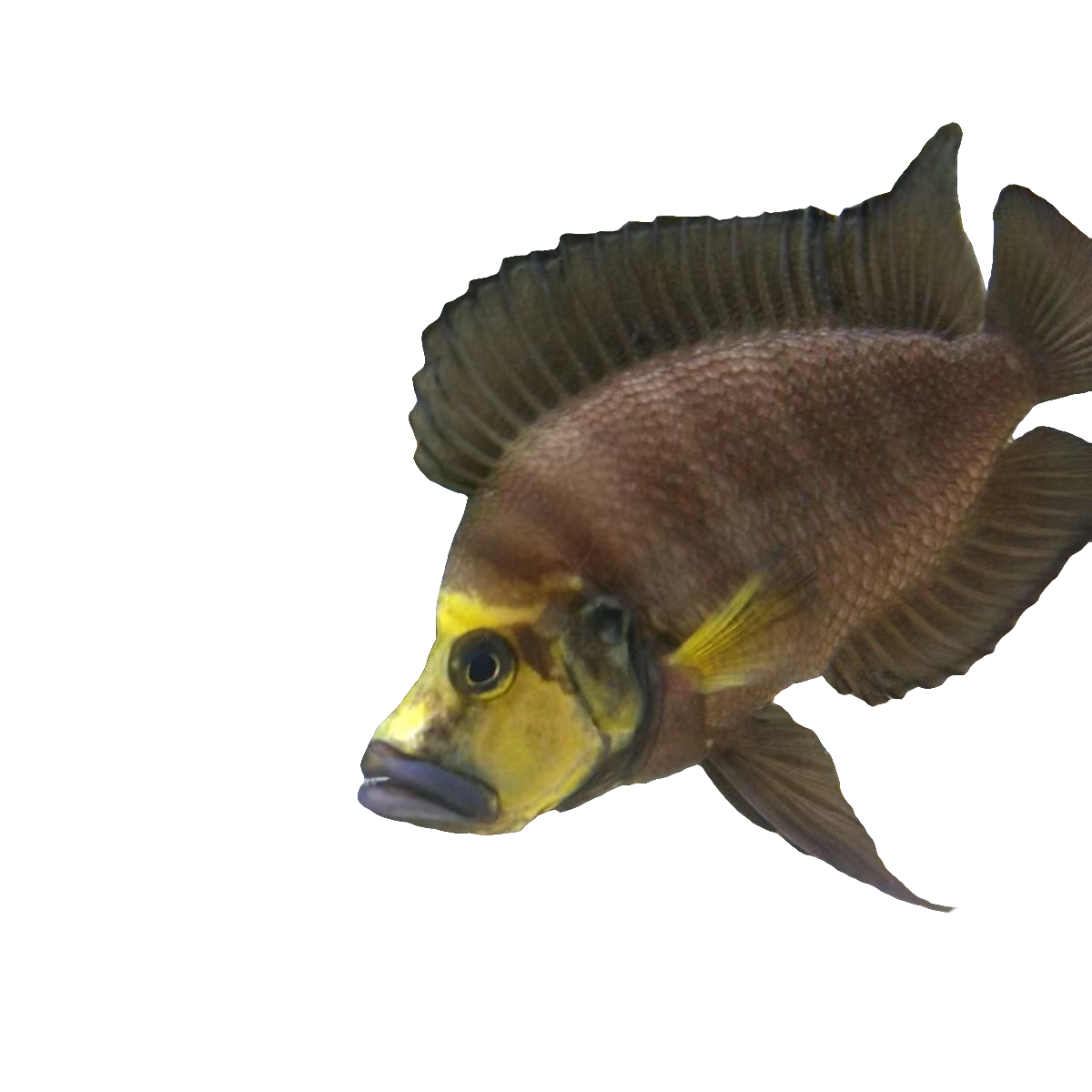 三湖慈鲷坦湖金头虎虎鱼活体面具虎易繁殖热带鱼肉食鱼好养活