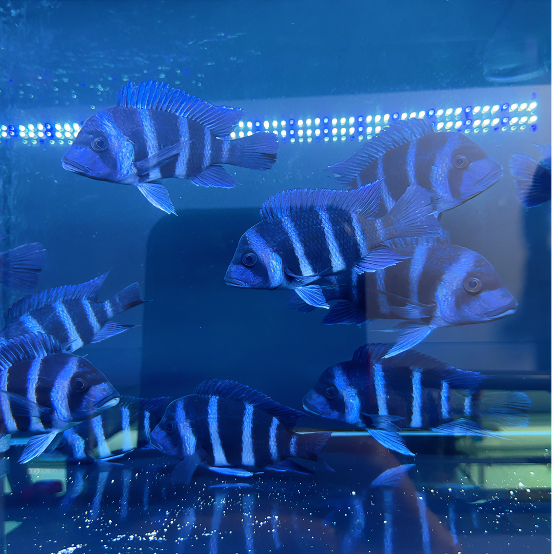 11-14厘米热带鱼三湖慈鲷精品萨精品依兰六间观赏鱼活体好养