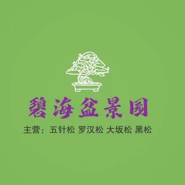 珍珠罗汉松一物一拍/有修剪/轻微枝头掉落请包容，拍下默认！