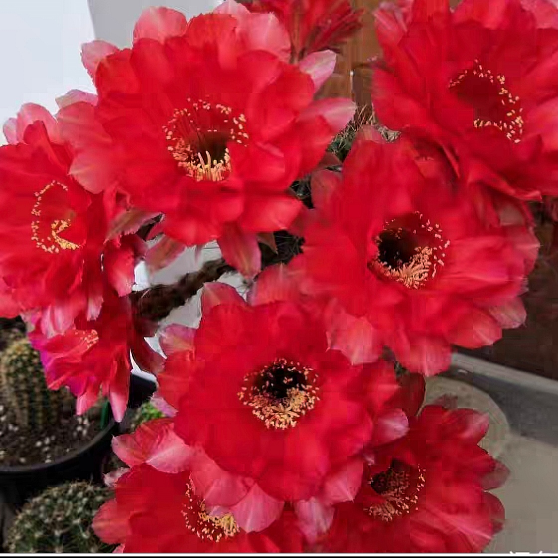 开花仙人球 彩草 心火无根侧芽 全场两单包邮