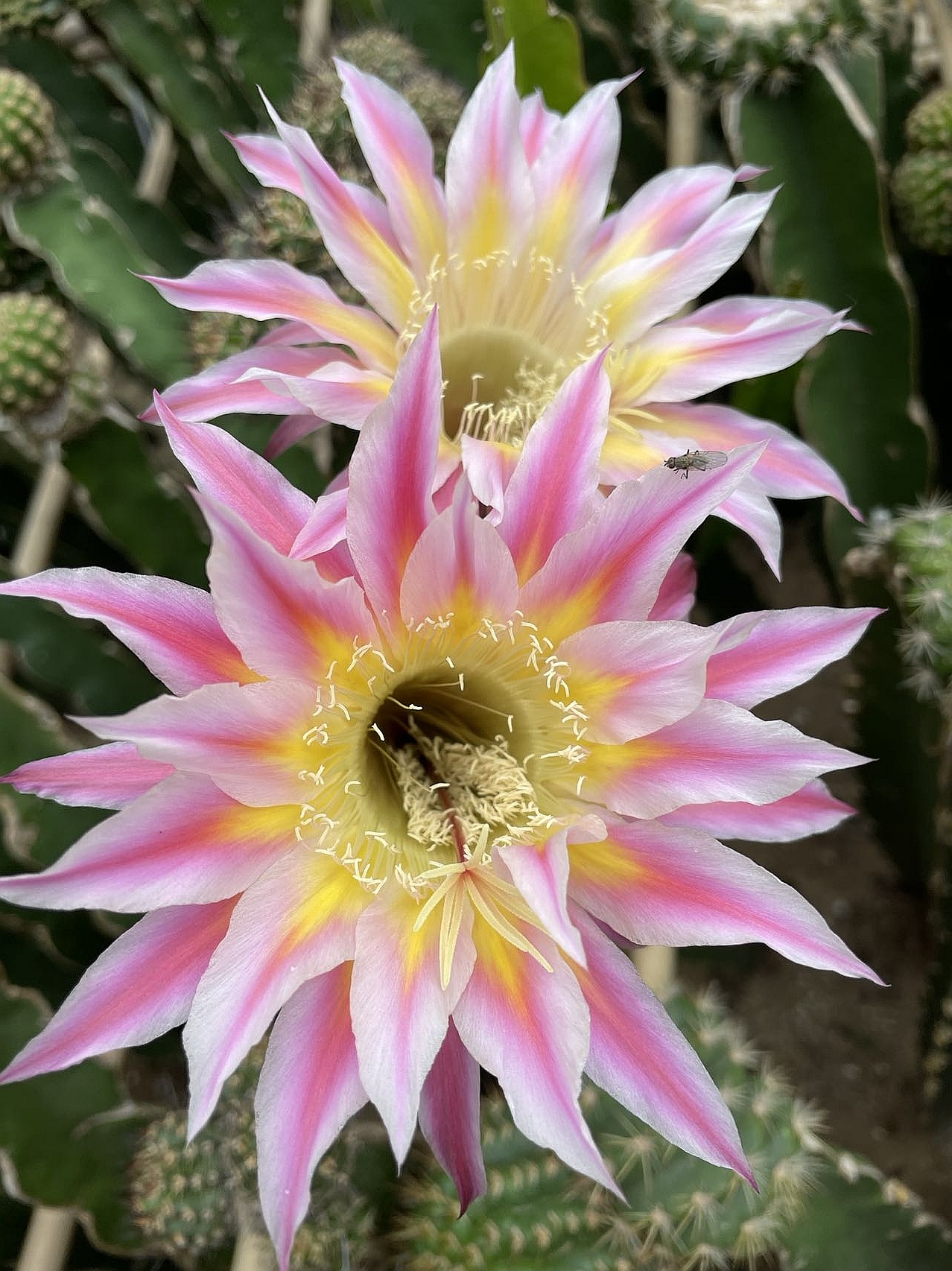 仙人球 彩草 幽灵百合无根侧芽