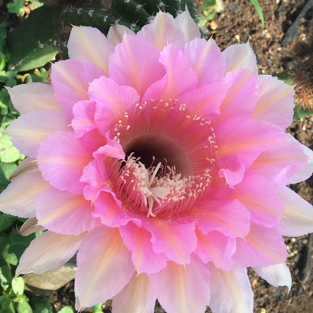 仙人球彩草 水仙006侧芽 两单包邮