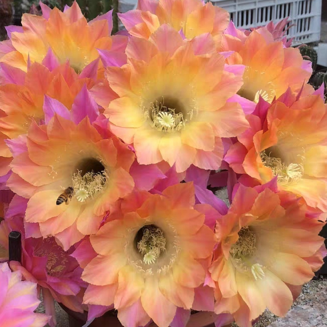 开花仙人球 彩草埃尔卡皮坦 无根侧芽 两单包邮