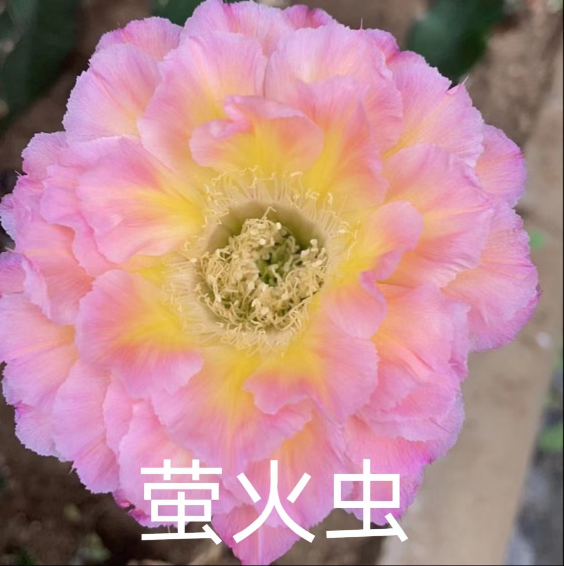 开花仙人球 彩草 萤火虫3厘米两单包邮