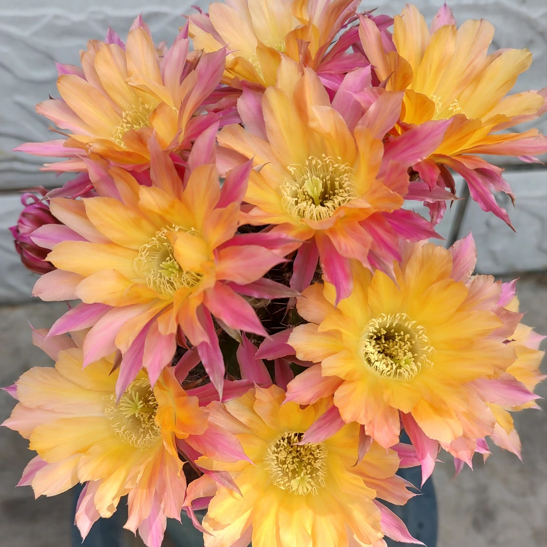 开花仙人球 席克氏彩草锦球 拥抱你