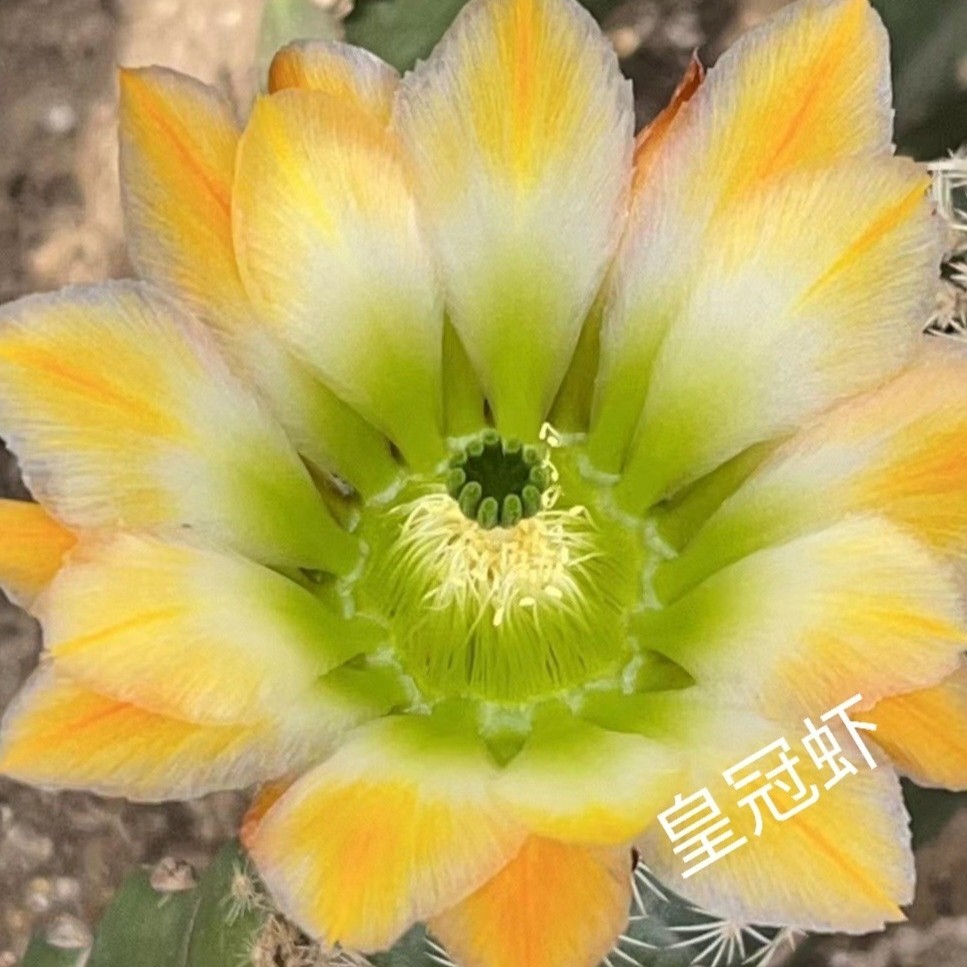仙人球 皇冠虾一代侧芽 任意两单包邮