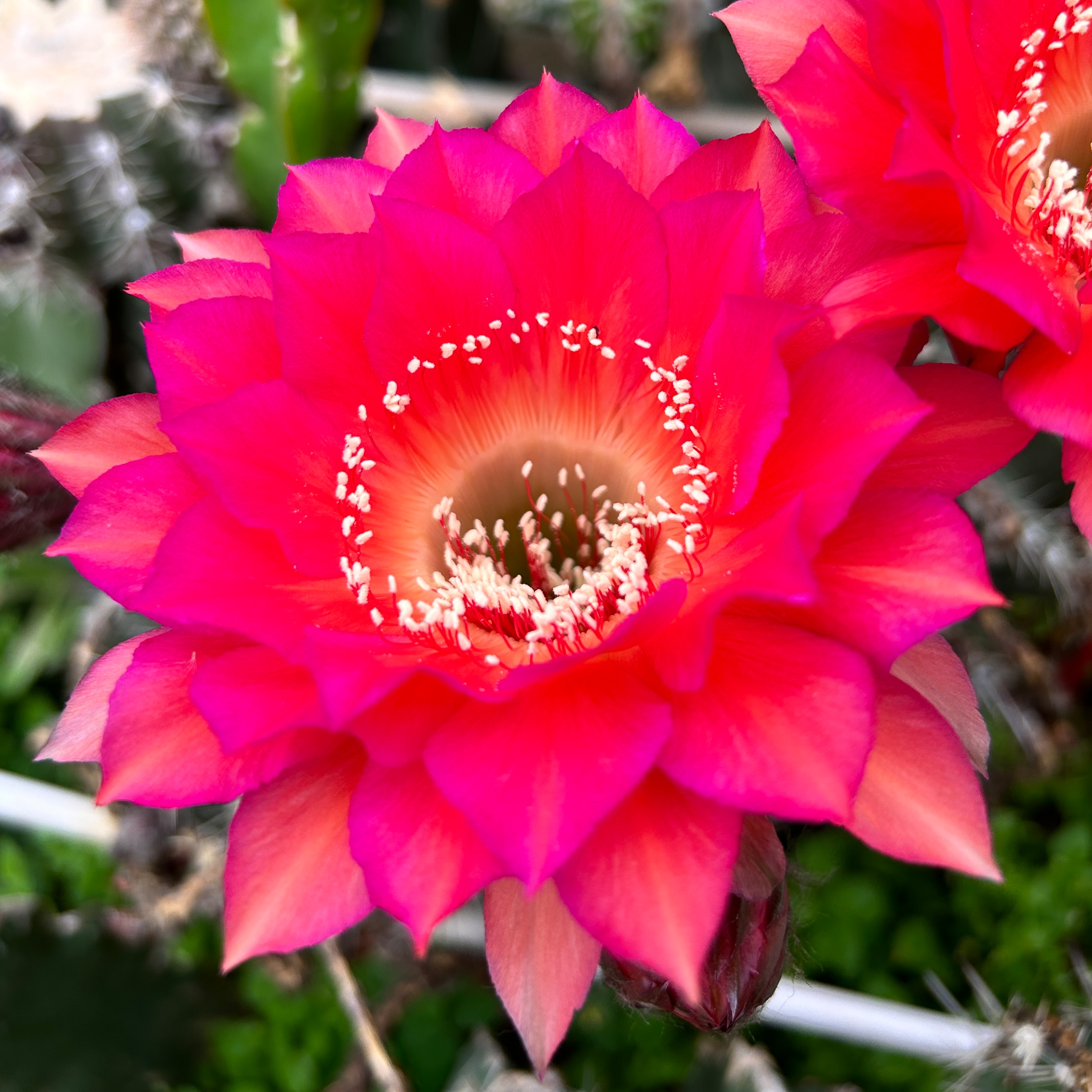 开花仙人球 彩草江南526-3