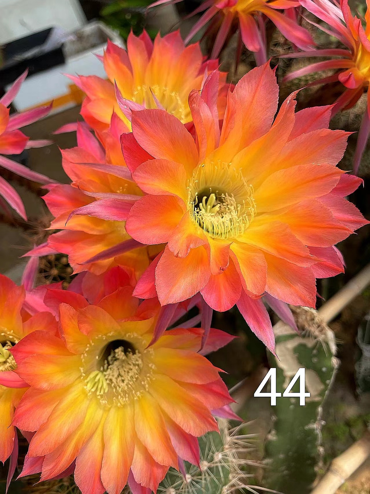 开花仙人球 彩草双梦 大花粉色黄色
