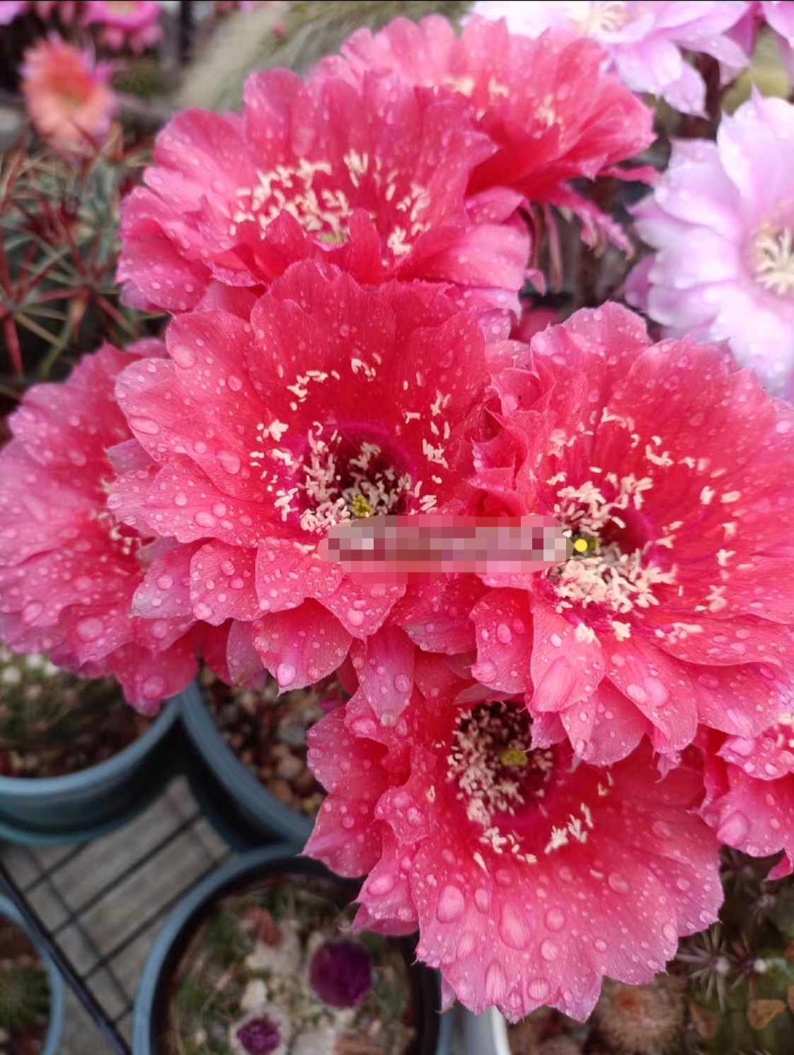 开花仙人球 席克氏彩草大花和平爱神无根侧芽