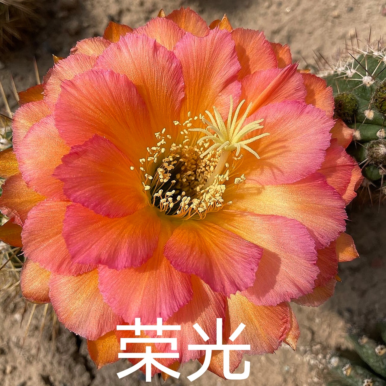 开花仙人球 毛花柱 荣光 无根侧芽