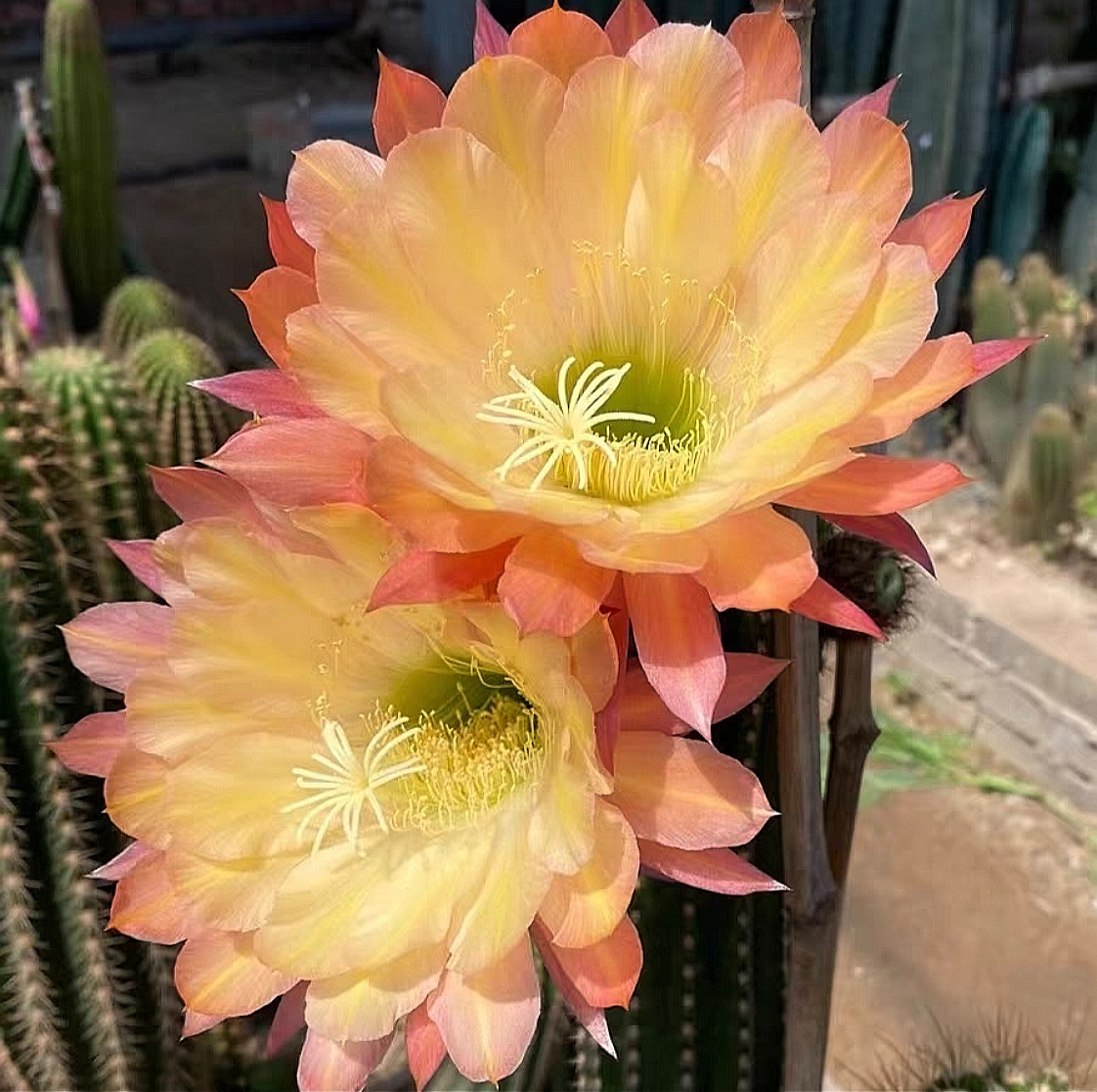仙人球毛花柱 法3无根侧芽
