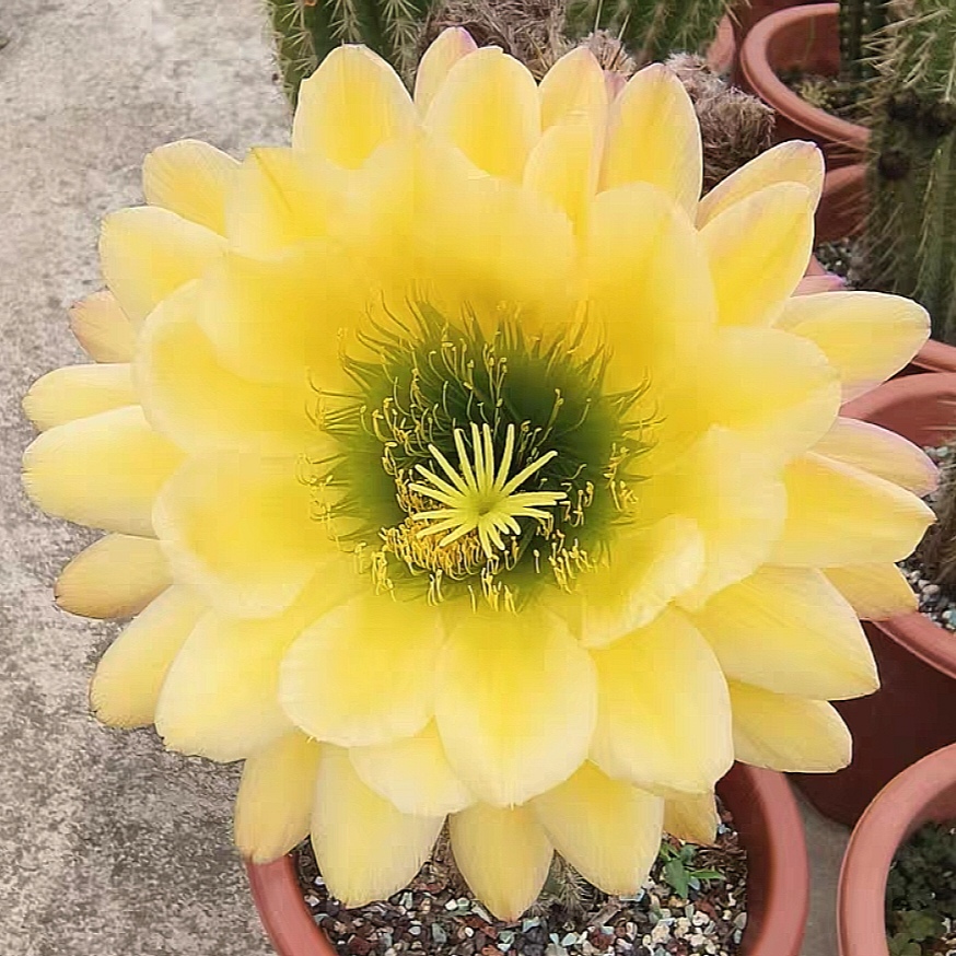 仙人球 毛花柱 绿眼睛无根侧芽