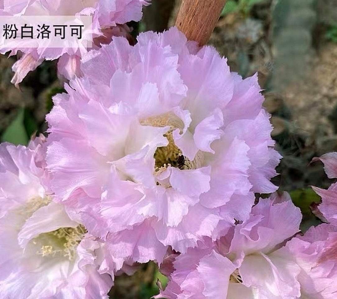开花仙人球彩草 粉可可无根侧芽任意两单包邮
