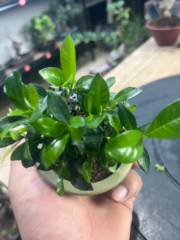 盆景素材直播链接榆树雀梅榔榆卫矛山红叶直播链接