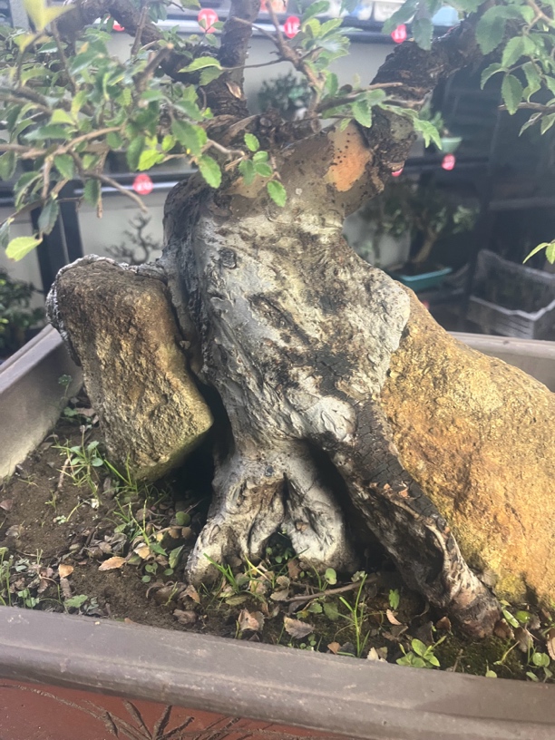 小叶榔榆附石盆景，山采老桩榆树盆景