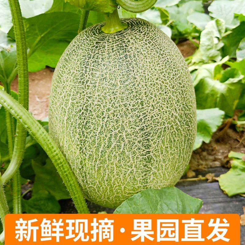 爆甜哈密瓜新鲜现摘应季水果海南西州密网纹玫珑瓜2斤3斤5斤9斤鲜