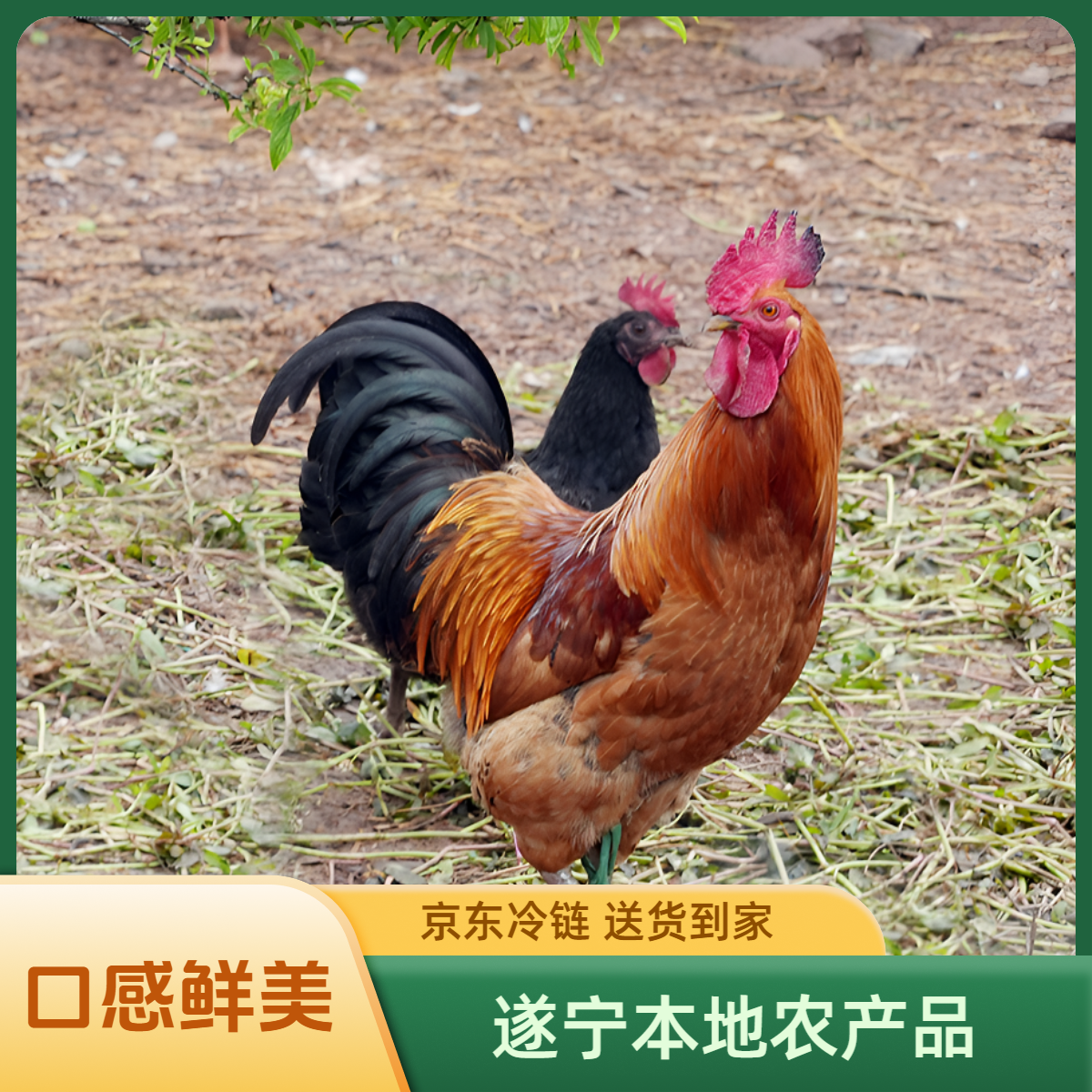 四川遂宁农家土鸡散养 包冰率不含冰