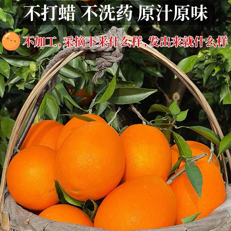 【粉丝福利】重庆奉节脐橙当季新鲜水果现摘橙礼盒装手剥天然香甜X