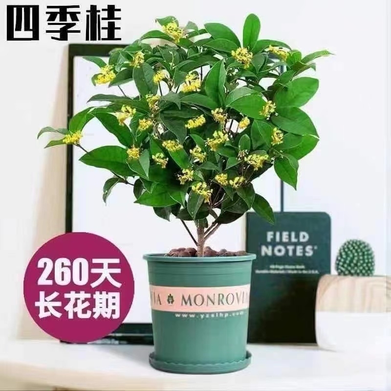 四季桂花 四季常青飘香满屋盆栽地栽花期长室内室外阳台庭院好养