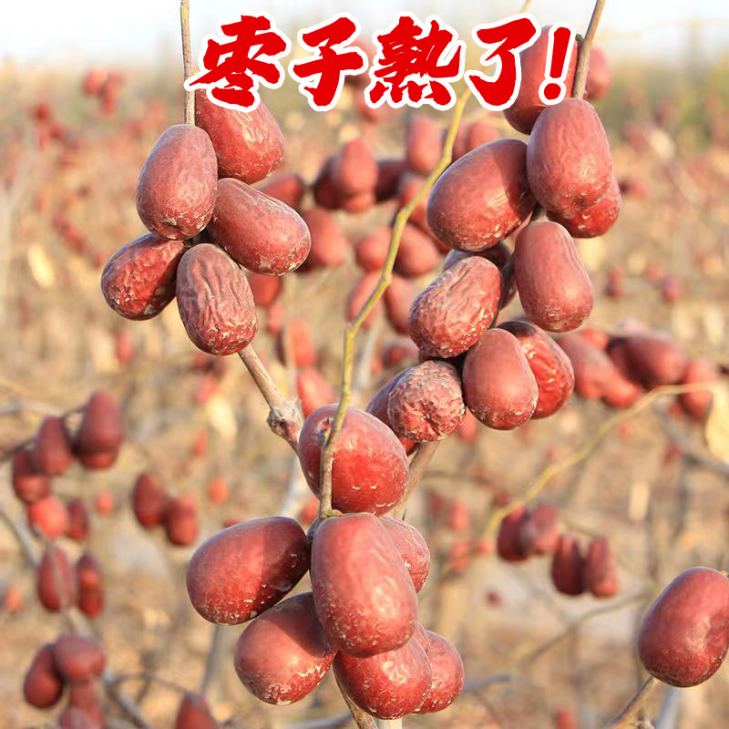 恋疆情新疆红枣1000g大红枣大枣和田 煮粥煲汤泡茶特产零食
