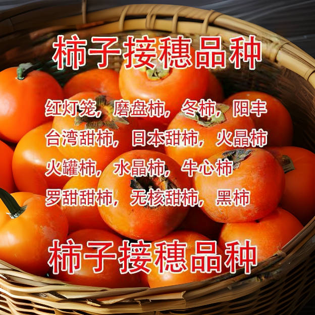 脆甜柿子嫁接树苗枝条