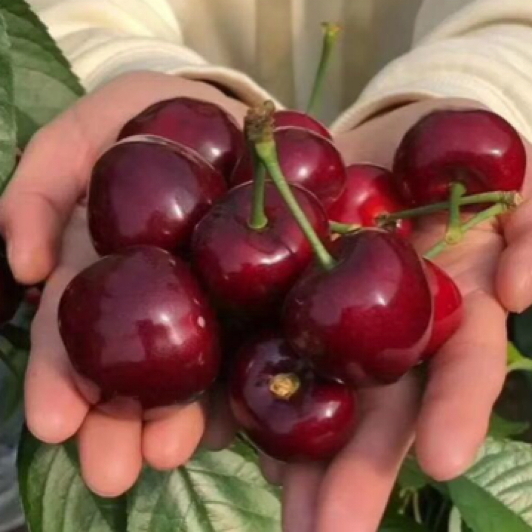 盆栽地栽南北方种植嫁接车厘子树苗