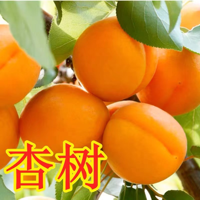 嫁接杏树苗特大早熟甜杏子苗南方北方种植盆栽地载果树苗当年结果