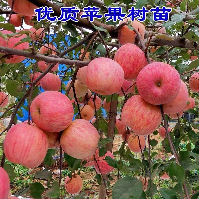 花千芳苹果树苗特大果好成活盆栽地栽南北方可种植优质果树苹果树
