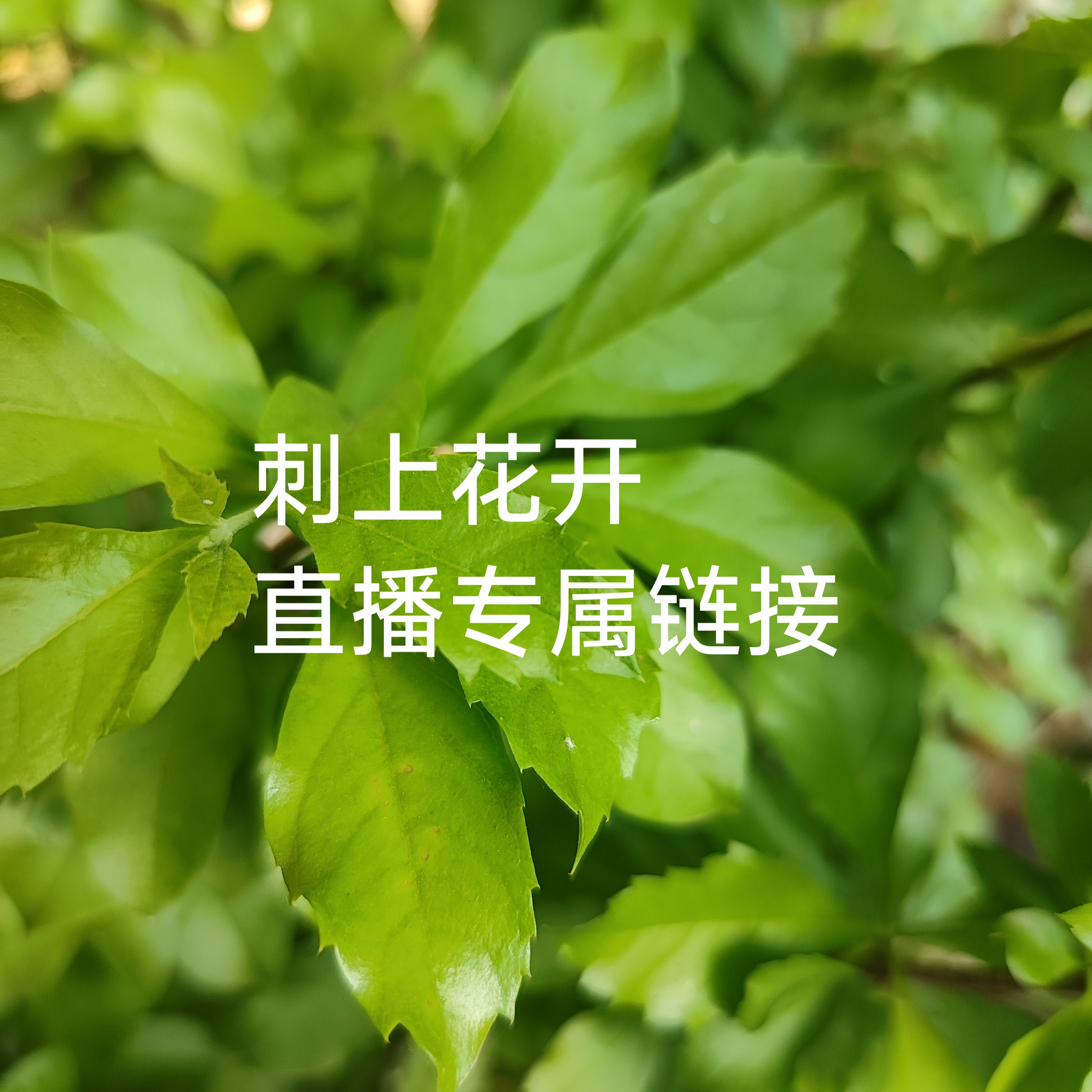 刺上花开仙人球直播链接（48小时发货）