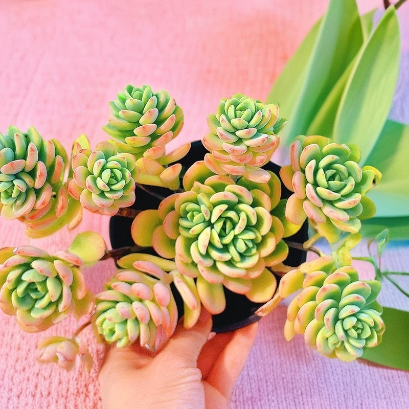 三岁家傲霜【脱土】 多肉植物 净化空气 星花怒放