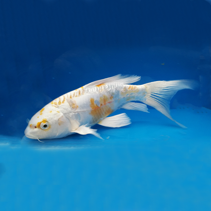 2号锦鲤观赏鱼大正红白三色芥子秋翠昭和白写菲写留养品渔场直发