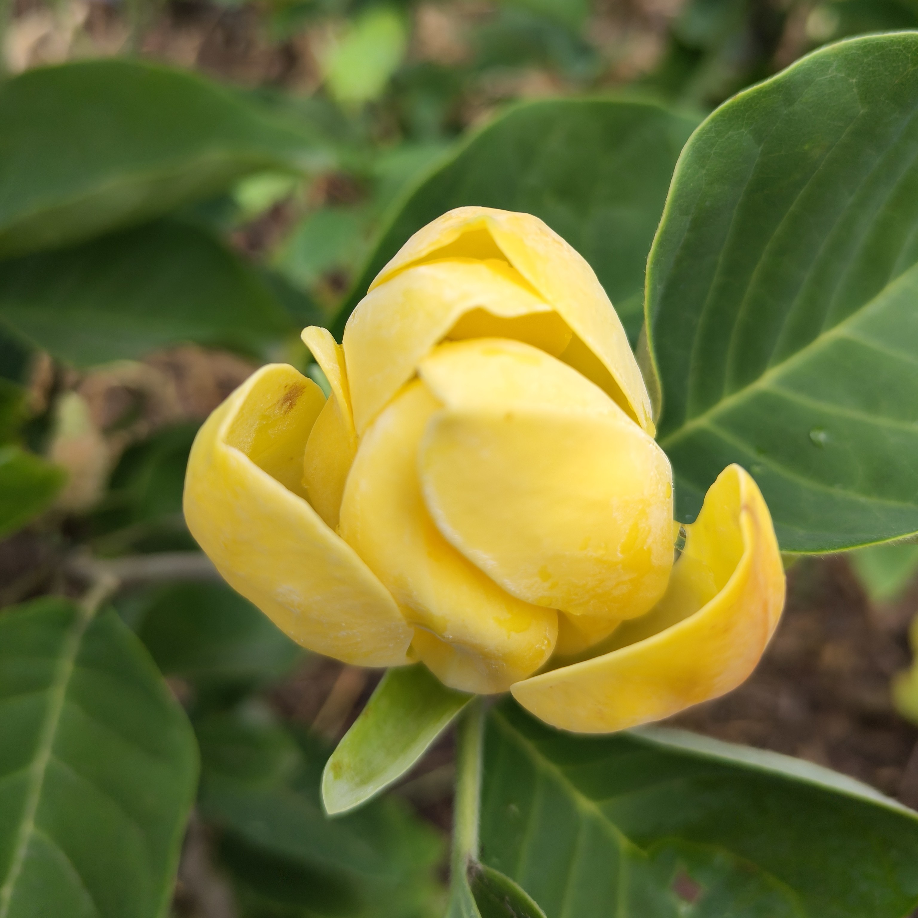 金寿玉兰，盆栽地栽阳台庭院