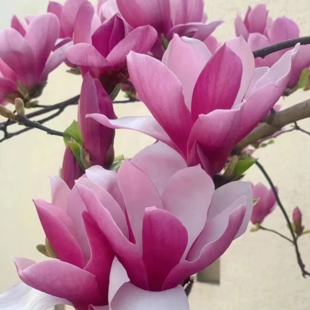 紫玉兰盆栽地栽阳台庭院