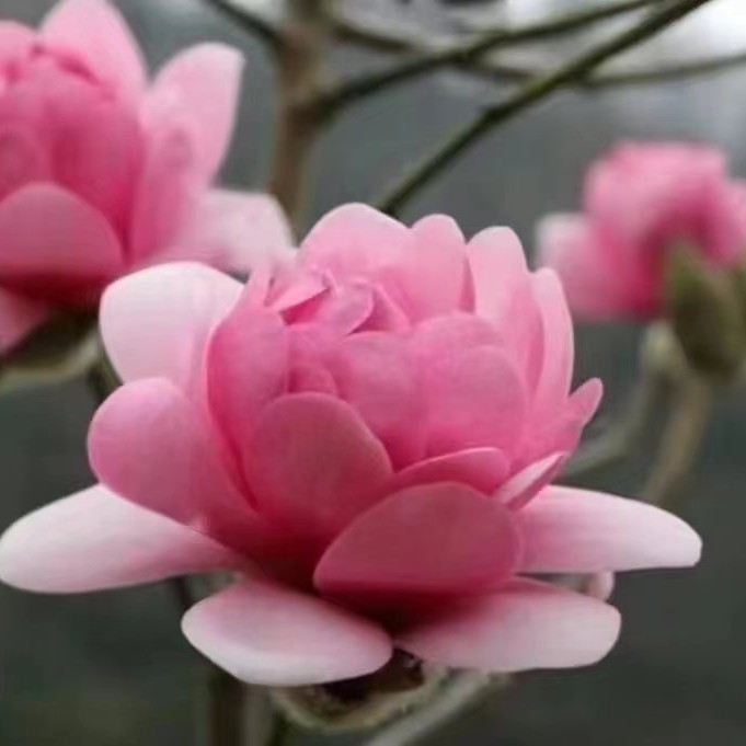 娇丹(娇芙蓉)玉兰阳台庭院盆栽地栽