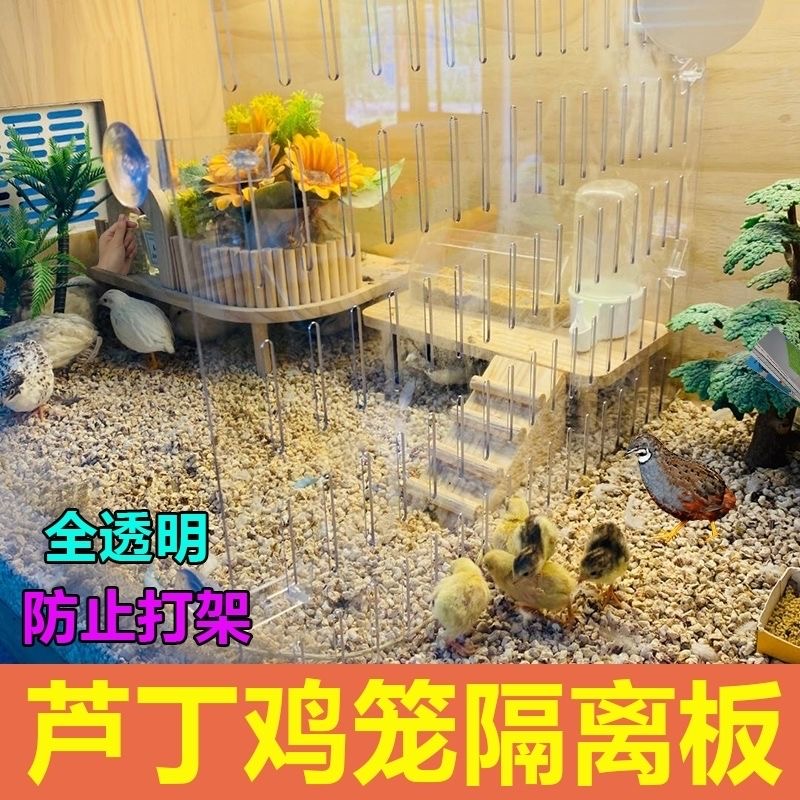 芦丁鸡育雏防打架隔离板透明隔离板合笼专用