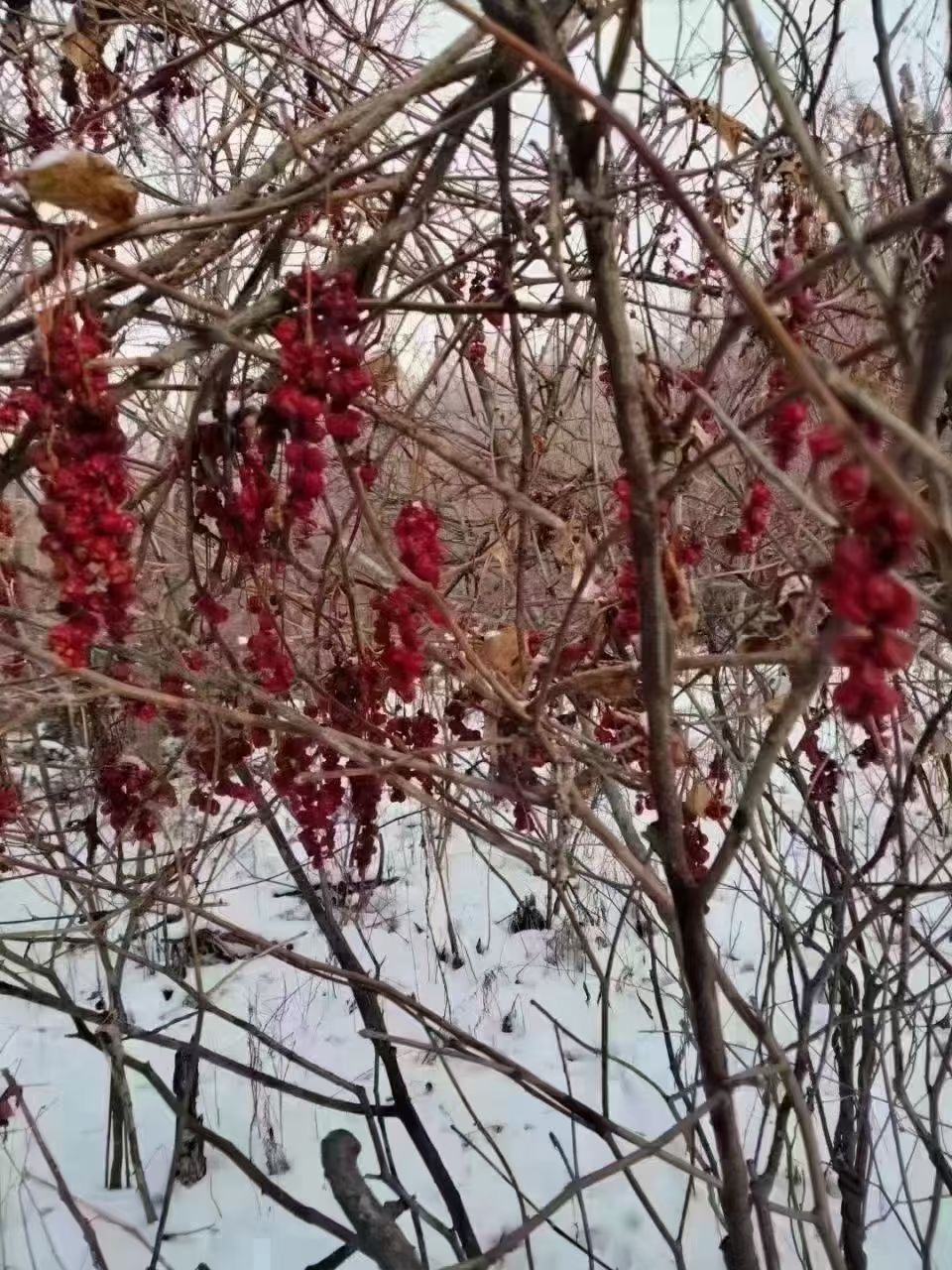 长白山人参特产小红果