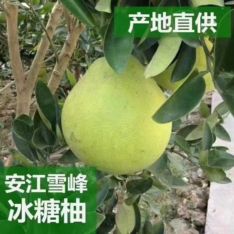 湖南怀化安江小苦柚麻麻柚袋装50斤包邮