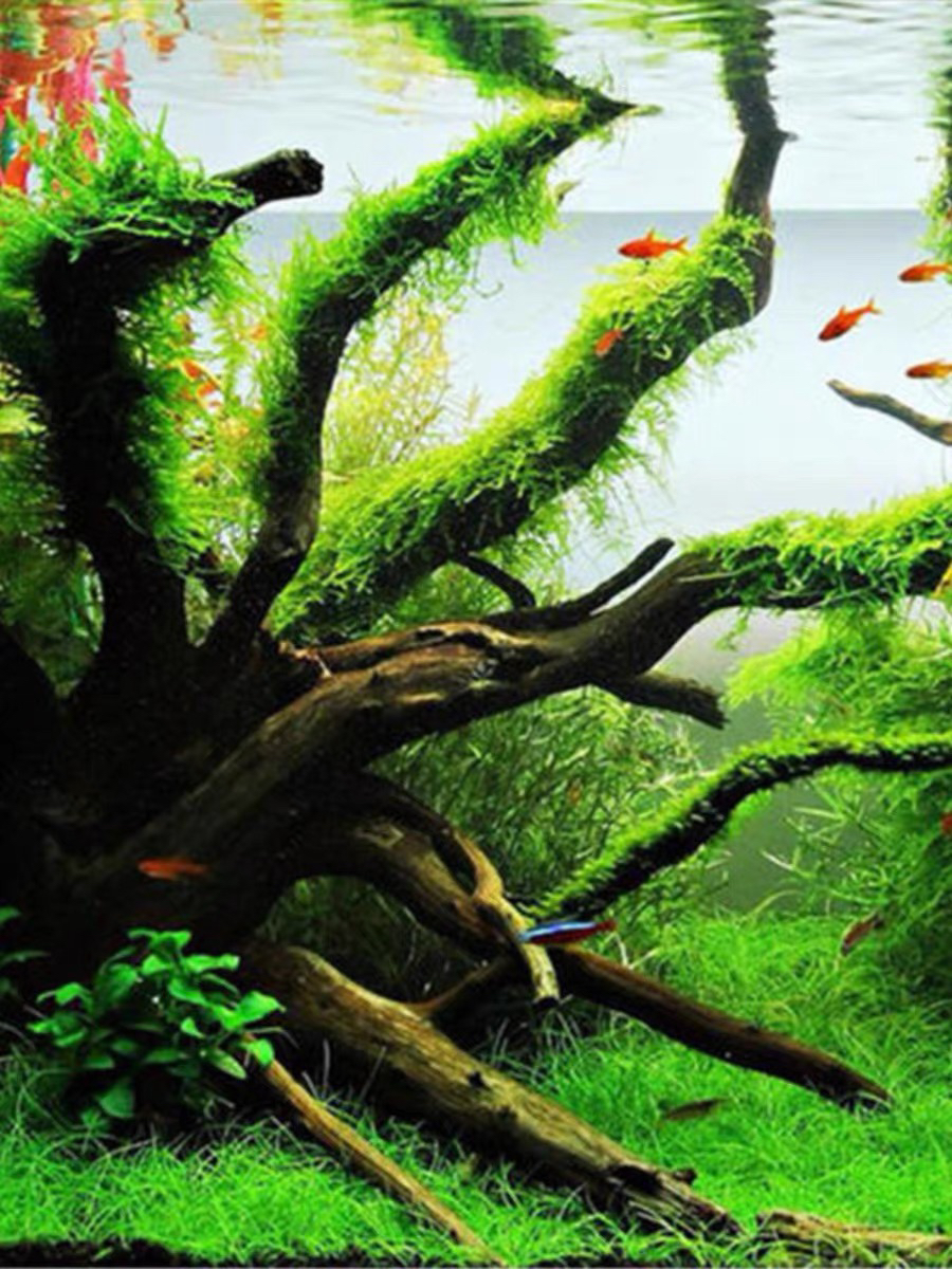鱼缸自然造景装饰枝条南美草缸造景枝条不沉水
